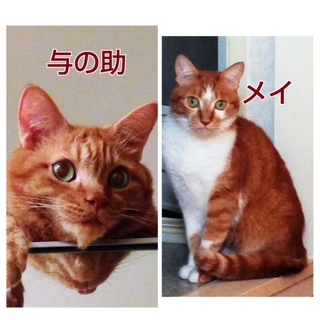 飼い主が亡くなったため、孤児になった二人です。