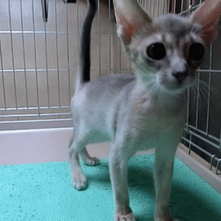 生後４ヶ月のアビシニアンのオス（※鼻づまりです）