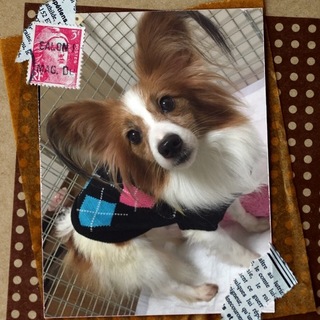 可愛いパピヨン・マハロはお利口さんな女の子