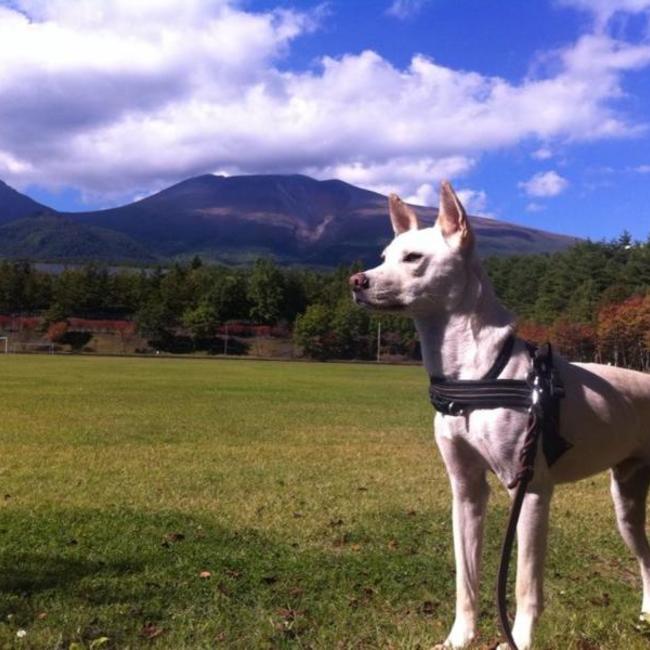 軽井沢あぐ☆ぽんのカバー写真