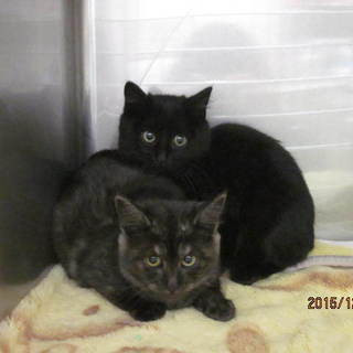 飼い主さんを募集しています。