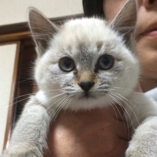 シャム猫に似た綺麗な白い子猫です！