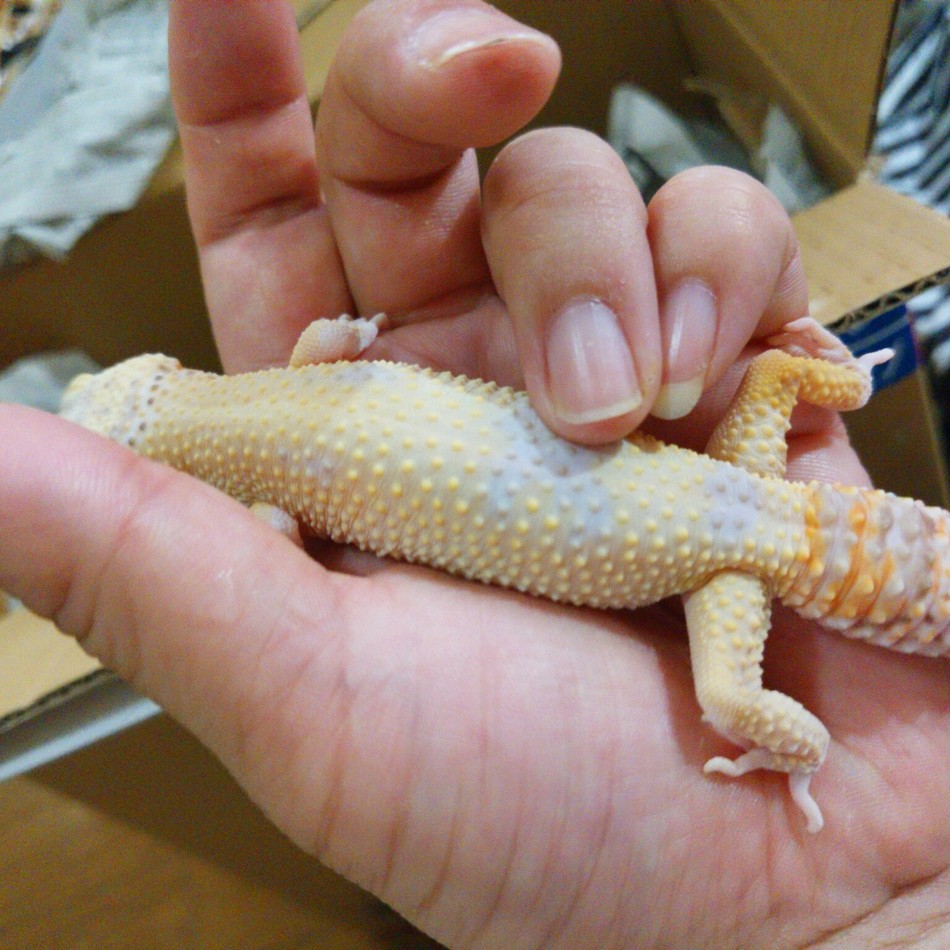 カリオストロのカバー写真