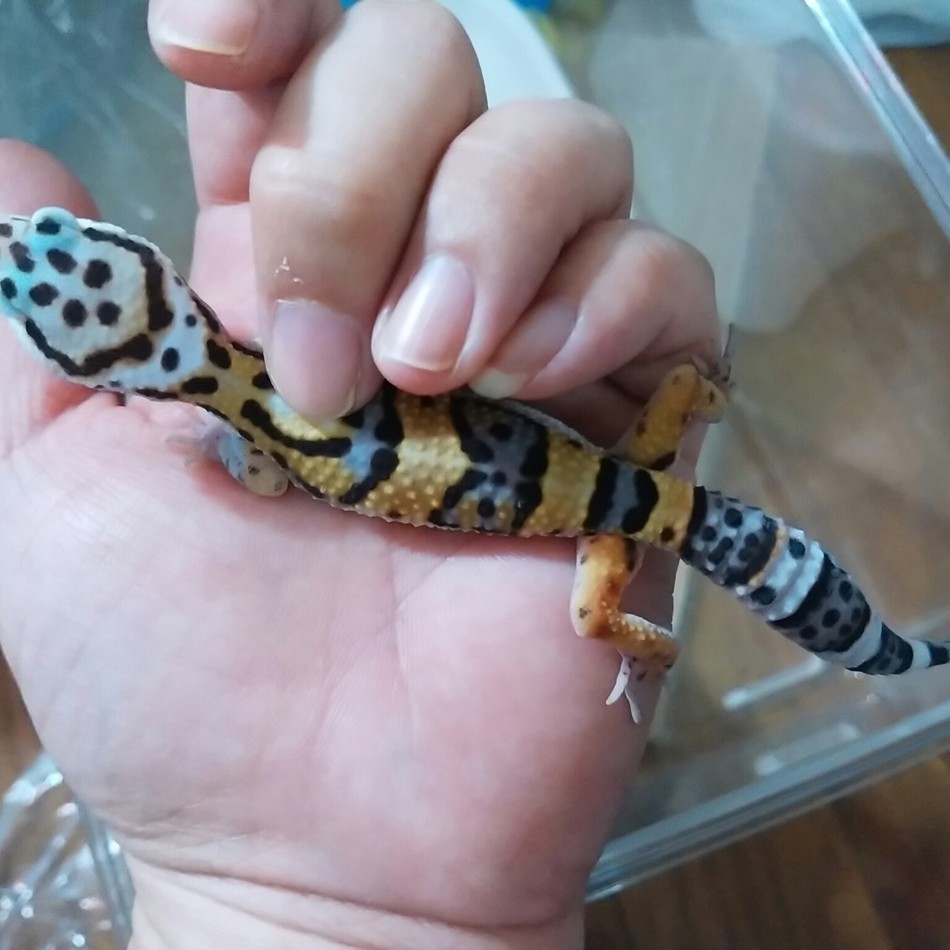 フェリのカバー写真