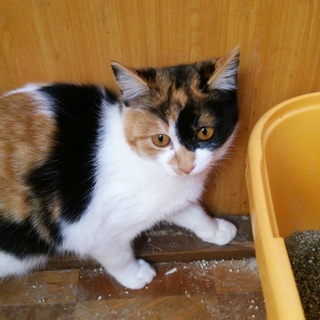 再度、可愛い三毛猫ちゃん、里親募集