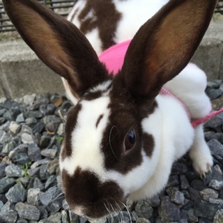 引っ越しに伴い早急に里親募集中