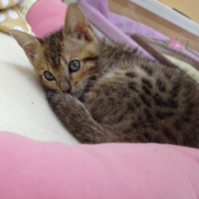ゆら。(ゆらまる)のカバー写真