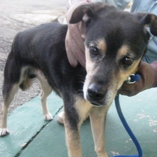 期限切迫！！人に従順、中型男の子