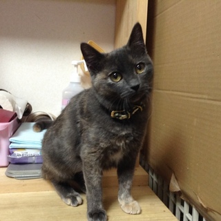 【保護しています】可愛いグレーの女の子