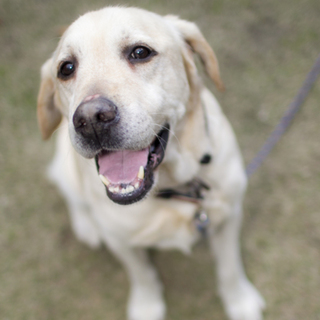 【応募者多数の為募集一時中断】来月８歳の♂ラブ