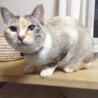 二歳のメス　避妊済み　慣れた親猫です　里親募集