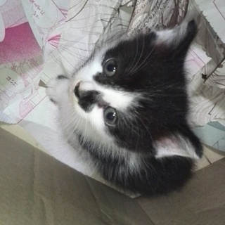 子猫の飼い主募集中です！