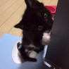 子猫の飼い主募集中です！ サムネイル2
