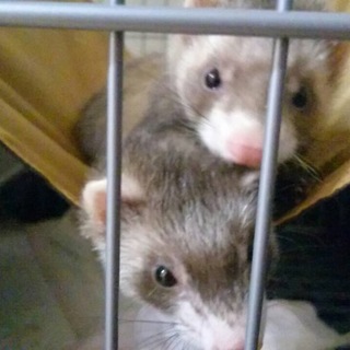 生後6ヶ月のフェレットのシルバーです。