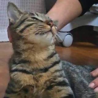 甘えん坊の可愛い男の子です。