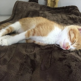 募集停止中　まだまだイタズラ大好きなやんっちゃ子