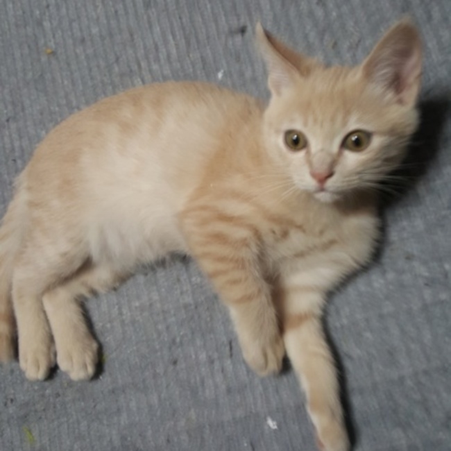 あんじーと14にゃんずのカバー写真