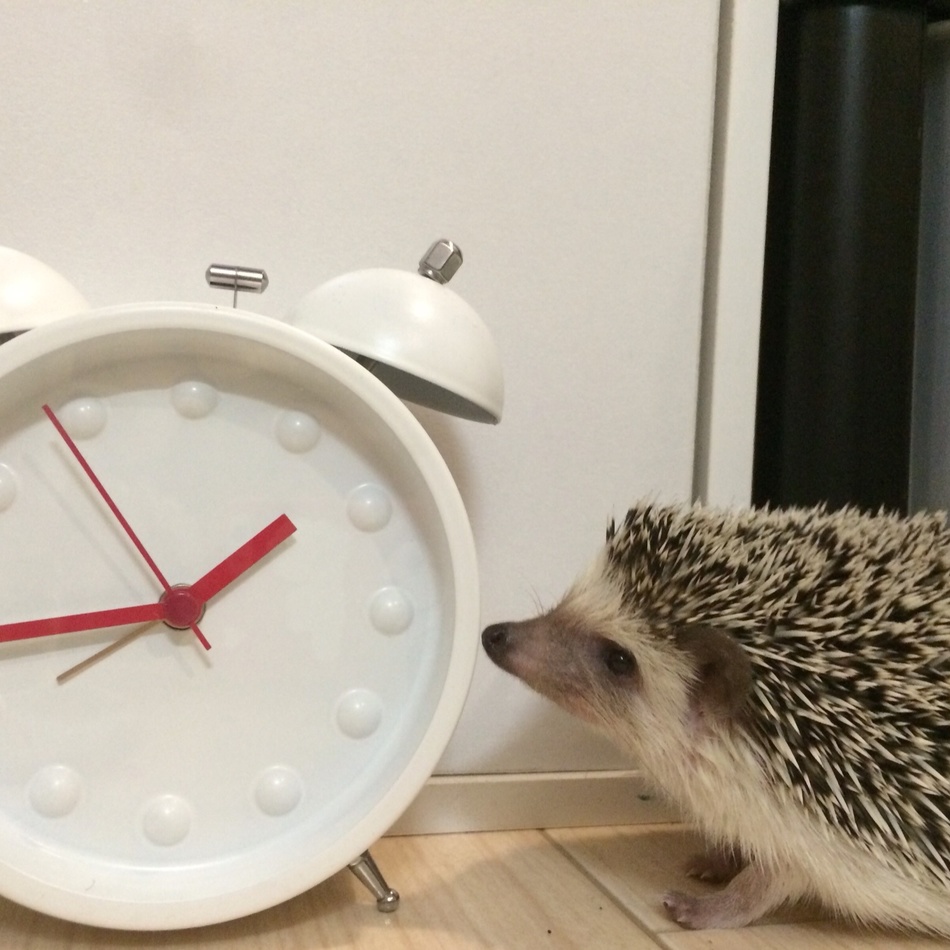 レモンのカバー写真