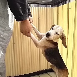 少し小さい13インチビーグルです。