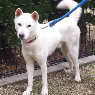 ★里親さん決定★SOS！保健所に収容中です