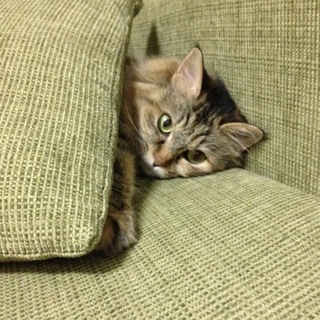 大人しいツンデレちゃんです