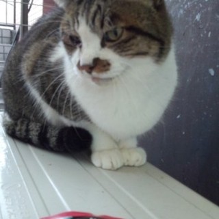 猫初心者に最適、甘えん坊のキジ白君