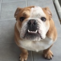 ★ブルドッグ★里親募集！