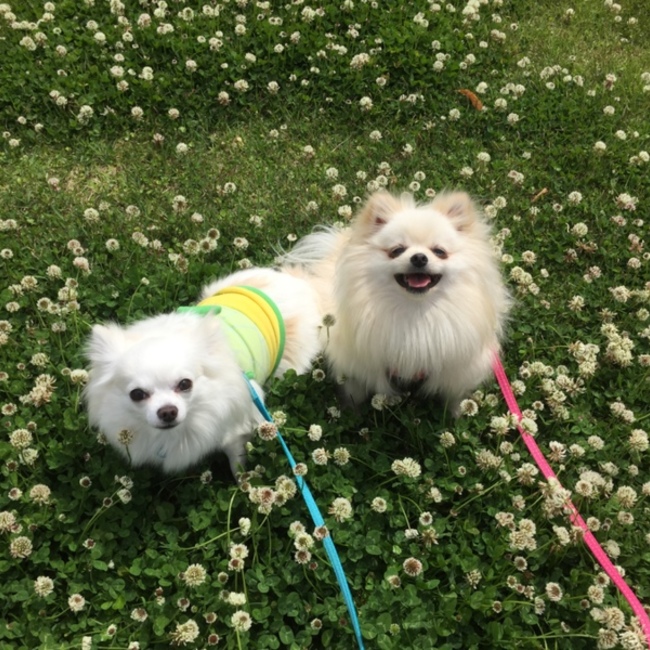 みじけんズのカバー写真