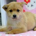 たれ耳が可愛い少しびびりなかぼすちゃん♪