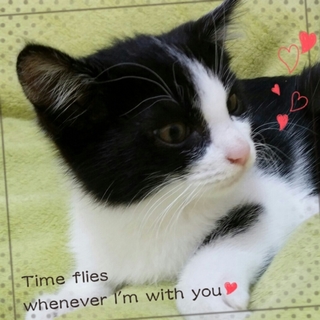 かわいいハチワレ　男の子のんちゃん