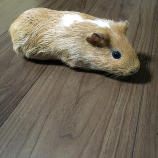 元気な女の子♪可愛がってください。