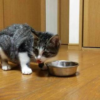 出戻りのこの子に愛の手を