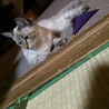 の写真