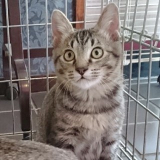 ☆元気いっぱい　キジトラ　リンくん☆