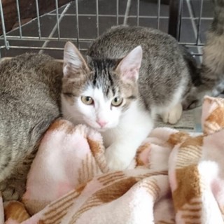 ☆可愛いキジ白　男の子　モネくん☆