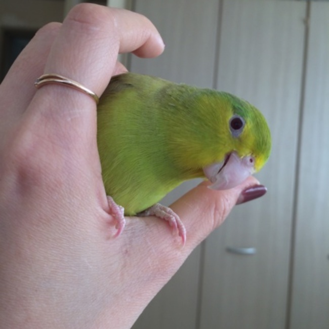 MINA のカバー写真