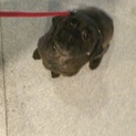 MIX犬