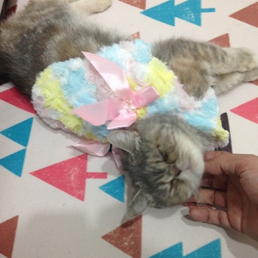 クシャミをしてたので百均の湯たんぽカバーをリメイクして カノンの服を作り 着せました。