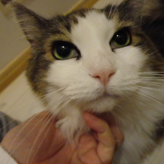 美人のノルウェージャン