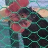 奥美濃古地鶏の里親募集 サムネイル3