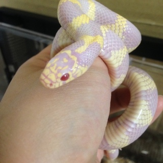カリフォルニアキングスネーク アルビノ