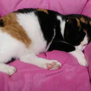 綺麗な三毛‼優しい家族に巡りあえて良かったです‼