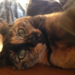 ぶさこも撮って～！=^･ω･^=