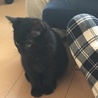 推定2ヶ月の甘えん坊な子猫 サムネイル4
