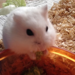 ブロッコリー♡