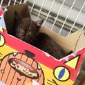 人懐こい甘えん坊 仔猫の里親募集