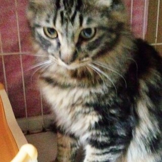 珍しい長毛キジトラ兄弟