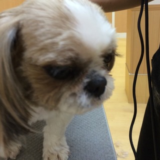 シーズー男の子