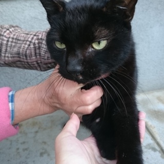 甘えん坊の黒猫です。