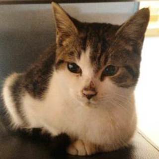 トコくん　懐っこい男の子です